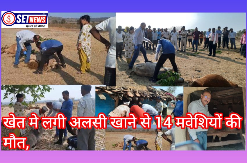  जबलपुर:खेत मे लगी अलसी खाने से 14 मवेशियों की मौत,मौके पर पहुचे वैटनरी के डॉक्टर और पुलिस के प्रशासन के अधिकारी,