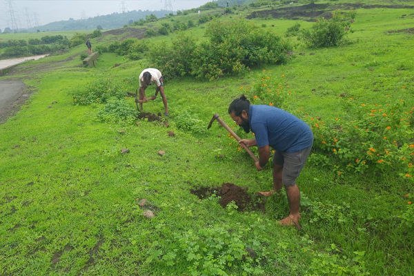  डिंडौरी # सामाजिक समिति के सदस्य हर रविवार कर रहे पौधारोपण