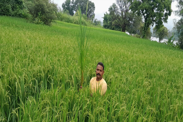  डिंडौरी # छोटे से गाँव ढोंढ़ा का प्रगतिशील किसान बिहारी लाल साहू जैविक खेती में चमकता सितारा