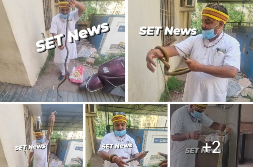  जबलपुर # पोस्टमार्टम में घुसा सात फीट लंबा धामन सांप, मचा हड़कंप